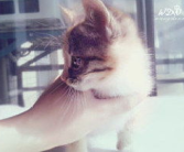 淘气猫咪小姐姐,萌宠日常，欢乐无限